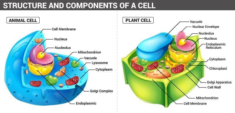 Revision Notes For Science Chapter 5 The Fundamental Unit Of Life Class 9th Askiitians