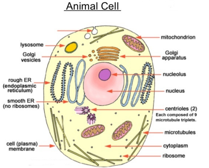 Detailed Structure of Animal Cell