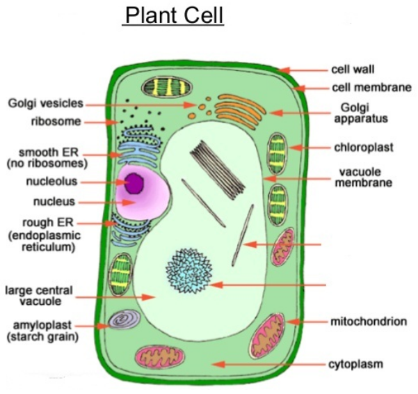 Detailed structure of Plant cell