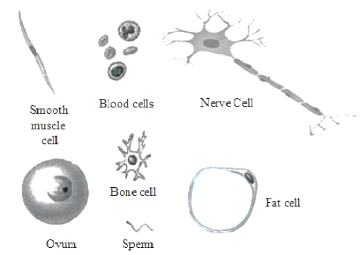 Different shapes of human cells