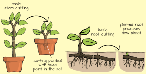 Reproduction In Plants CBSE Class 7 Science Notes Chapter 12 Reproduction In Plants CBSE Class 7 Science Notes Chapter 12