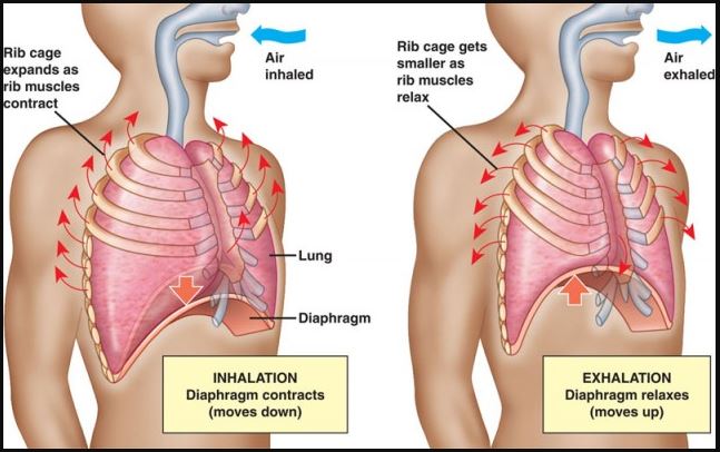 554-1032_Inhlation-and-Exhlation-anatomy.jpg