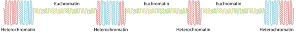 554-533_U2CP2-4_HeteroEuChromatin_ksm.jpg