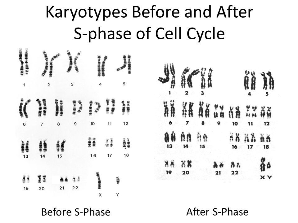 554-564_Karyotypes+Before+and+After+S-phase+of+Cell+Cycle.jpg