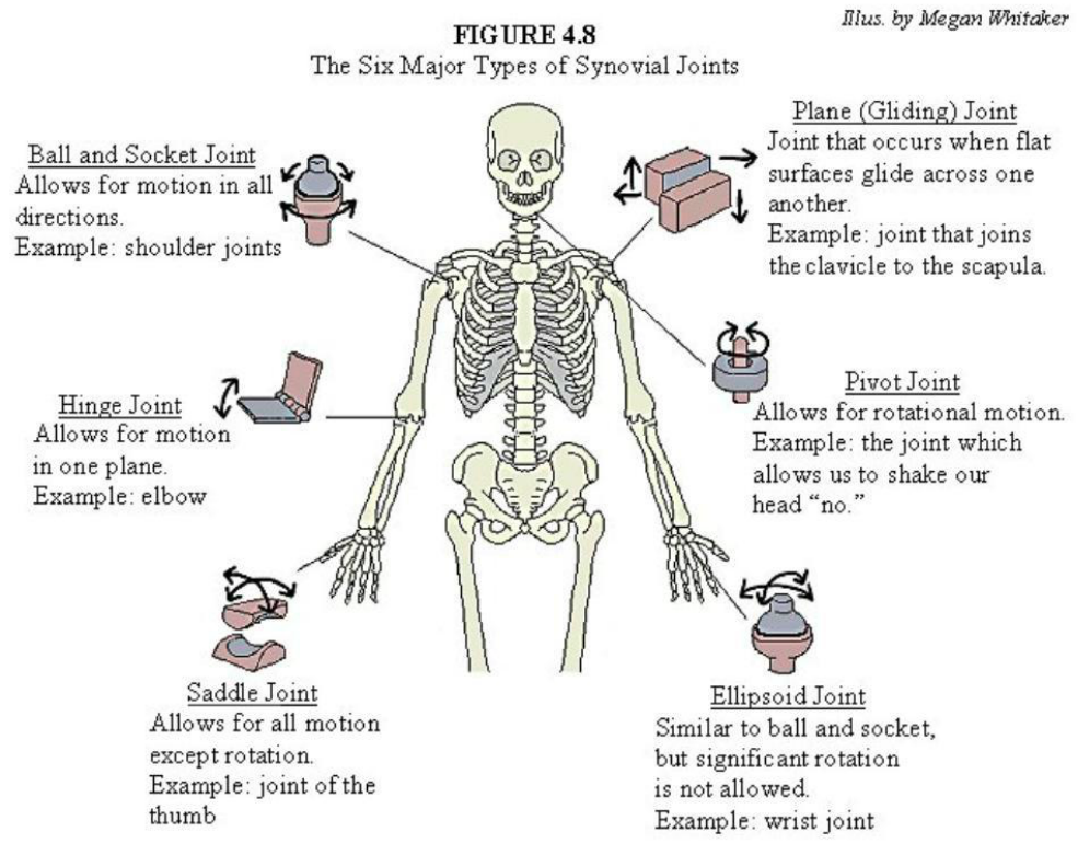 describe all the structures of joint in the body ...