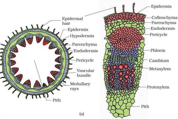 Biology Internal Structure Of Stems Roots Amp Leaves Askiitians