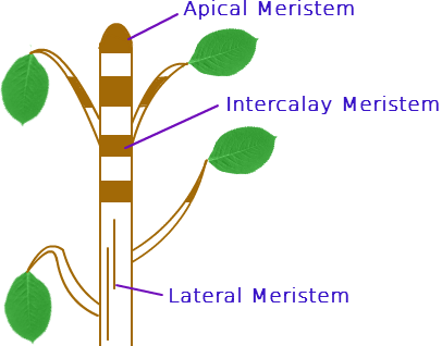 Biology Tissue Askiitians