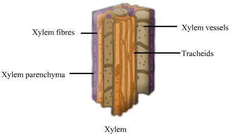 Biology Xylem And Phloem Askiitians