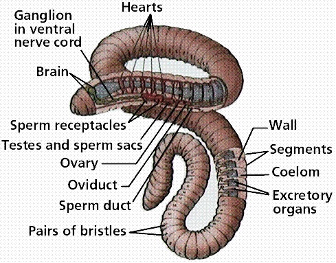 Biology – Phylum Annelida and Arthropoda | askIITians