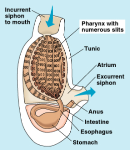 Biology - Chordata and Hemichordata | askIITians