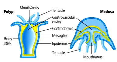 Coelenterates Examples