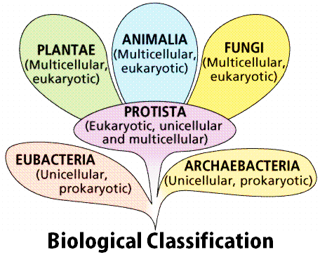 Six Kingdom Classification Chart