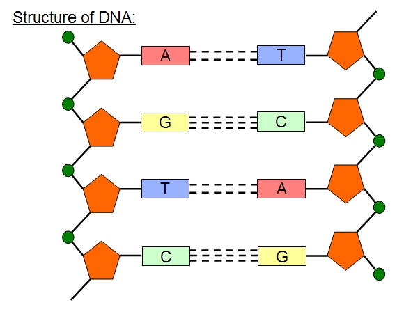 Nucleic Acids Simple Structure