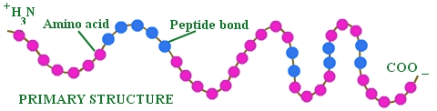 Biomacromolecules: Meaning; Types and Videos with Solved Examples