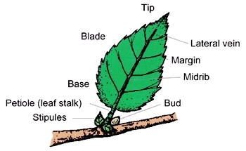 Label Parts Of A Leaf