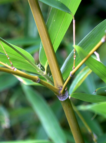 plant stem joint