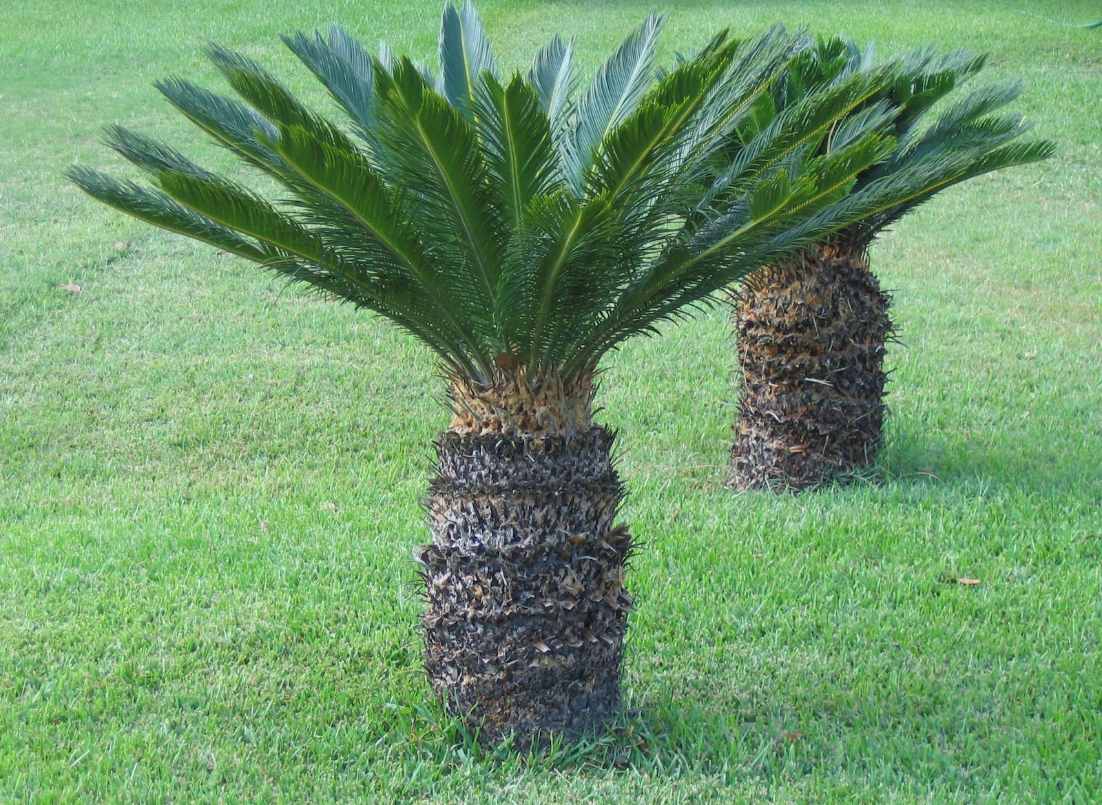 Gymnosperms Cycas