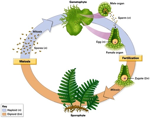 Biology Pteridophytes Askiitians