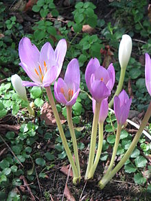 255-1954_220px-Colchicum_speciosum000.jpg