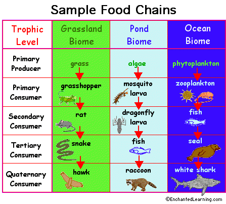 258-1603_samplefoodchains.GIF