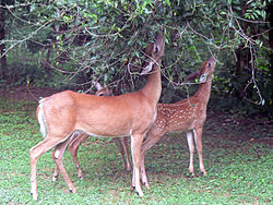 258-2183_White-tailed_deer_(Odocoileus_virginianus)_grazing_-_20050809.jpg