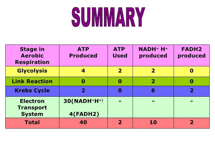 what yields the most process atp of end  166741 products respiration  The   Botany aerobic