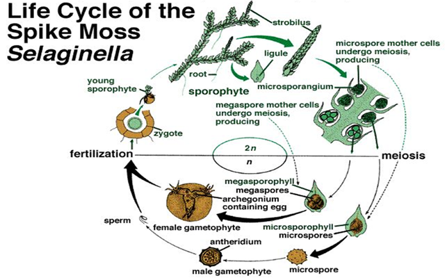 519-761_Selaginella.png