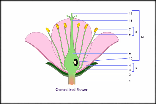 536-1492_generalized_flower.jpg