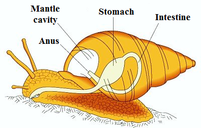 mollusca diagram