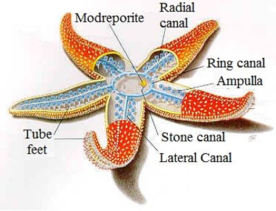 Biology – Mollusca and Echinodermata | askIITians