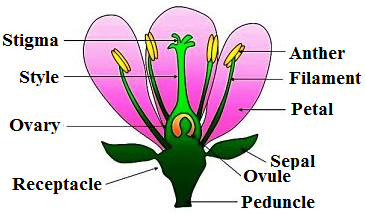 Biology – Morphology of Flowering Plants Revision Notes for NEET (AIPMT ...