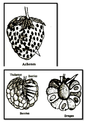 follicle fruit examples