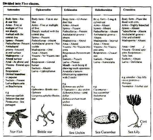 Echinodermata Classification Chart