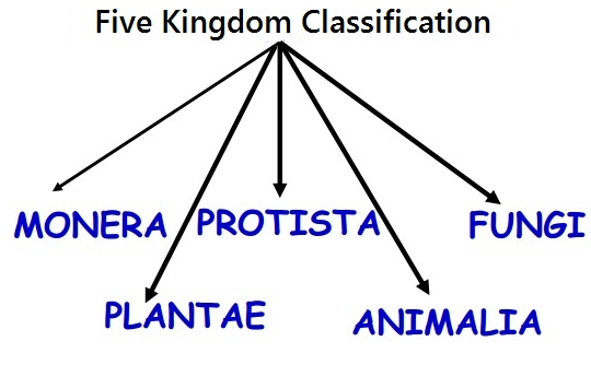 Five Kingdom Classification Chart