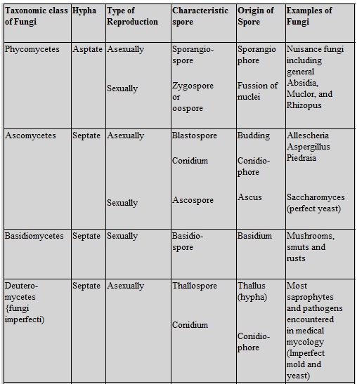 6 Kingdom Classification Chart