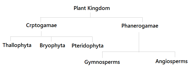 Plant Kingdom Classification Chart For Kids