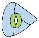 Anisocytic Stomata
