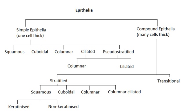 Types Of Epithelial Tissue Chart