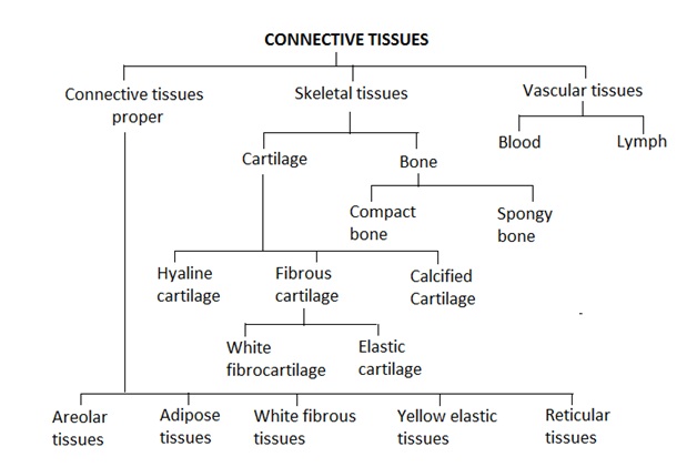 Types Of Tissue Chart