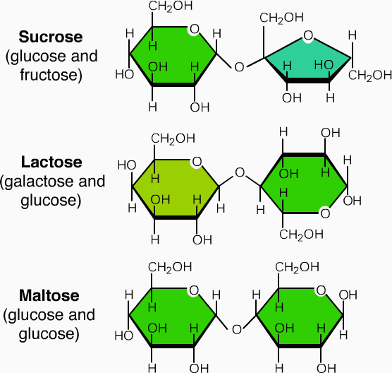 Difference Between Maltose And Sucrose Definition