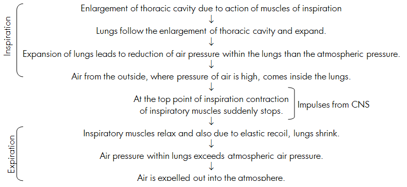 Process Of Respiration Flow Chart