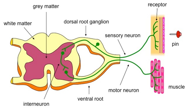 Biology – Neural Control and Coordination Revision Notes for NEET ...