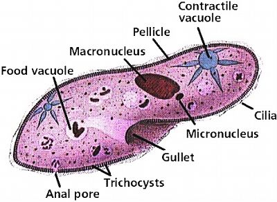 Animal Kingdom - Phylum Protozoa and Porifera | askIITians