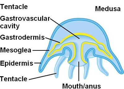 Cnidaria Digestive System