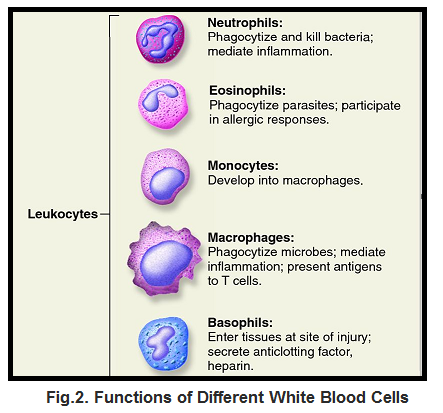 Types Of Leukocytes And Their Functions