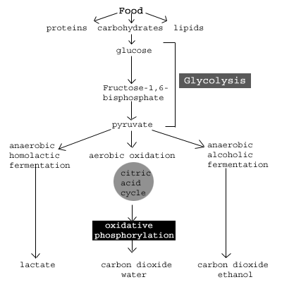 fermentation