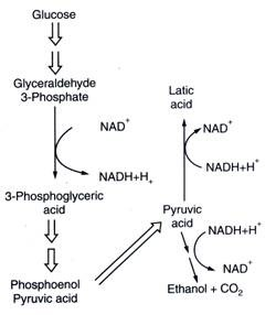 Glycolysis and Fermentation (updated) 