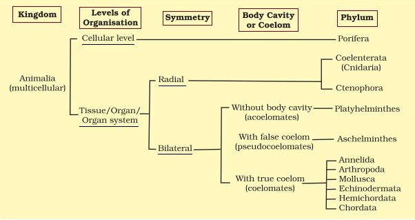 Animalia Kingdom Classification Chart