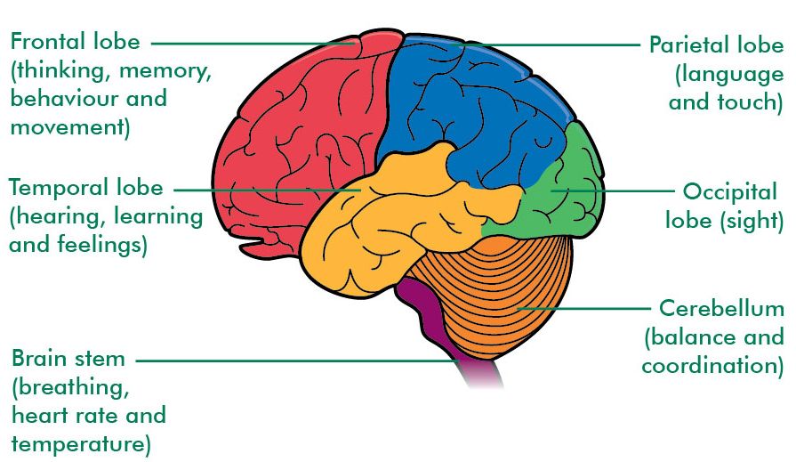 Lobes Of The Brain And Their Function Diagram The Rainbow Fi