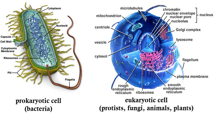 Cell The Unit of Life-Study Material for NEET (AIPMT ...